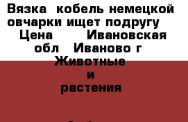 Вязка .кобель немецкой овчарки ищет подругу.  › Цена ­ 5 - Ивановская обл., Иваново г. Животные и растения » Собаки   . Ивановская обл.,Иваново г.